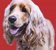 Didier FAES - DIDIER FAES